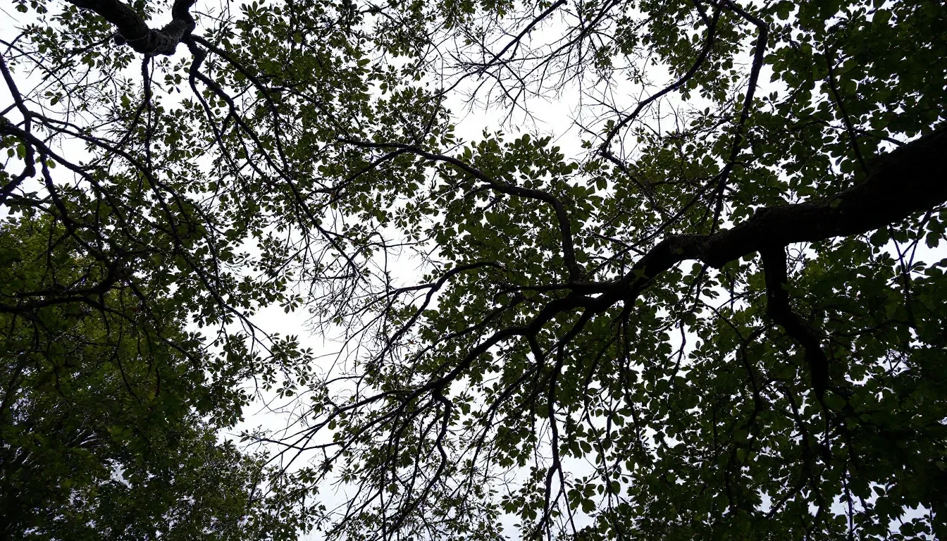 Crown Reduction Pruning in Livonia
